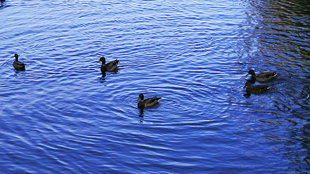 ducks flying